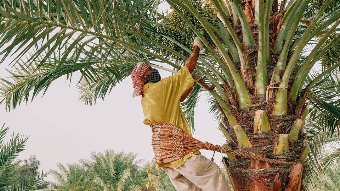 Haaji - Mr. Green Fingers. There really isn’t anything we can say about this superstar farmer that would do him justice, but when we asked if we could take his picture he rushed to get his sling, climbed up the palm tree and said “take it now.“ -- A pictu