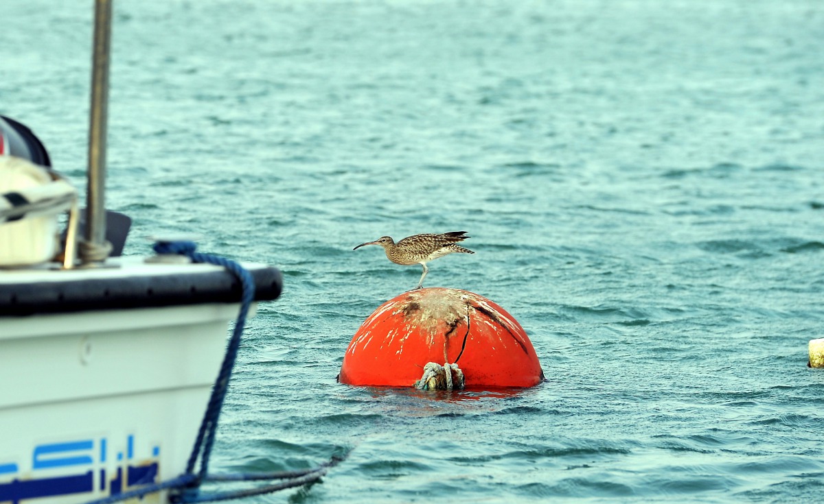 Winter Visitor: A lonely Eurasian Curlew (Whimbrel) resting on an Anchor Ball at the Doha Corniche yesterday. Picture by: Salim Matramkot/The Peninsula