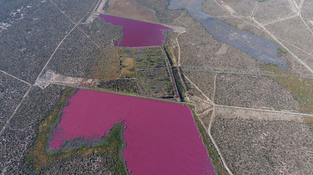 Aerial view of the Corfo lagoon, which turned pink due to chemical waste, in Trelew, Chubut, Argentina July 29, 2021. Daniel Feldman/Handout via Reuters