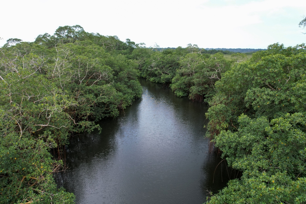 An aerial view shows mangrove trees, in Pongara National Park, Gabon, October 15, 2021. Picture taken with a drone. Reuters/Christophe Van Der Perre