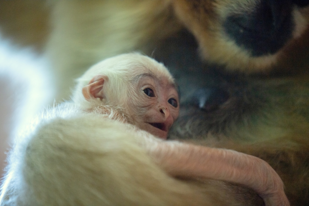 A rare white-cheeked gibbon named Dao who was born in September sits on mother's lap at the Zoo in Wroclaw, Poland October 28, 2021. Wrocaw Zoo/Handout via REUTERS