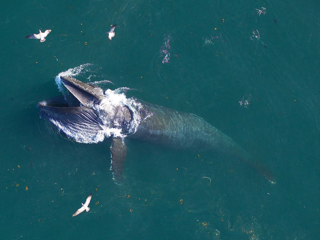 A blue whale with a removable tag surface off the coast of California, US in this undated handout photograph. Goldbogen Laboratory, Stanford University and Duke University Marine Robotics and Remote Sensing under NOAA/NMFS permits/Handout via Reuters