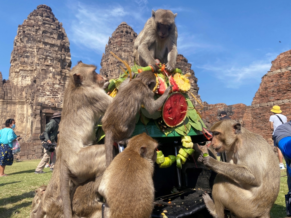 Monkeys eat fruit during the annual Monkey Festival in Lopburi province, Thailand, November 28, 2021. Reuters/Jiraporn Kuhakan