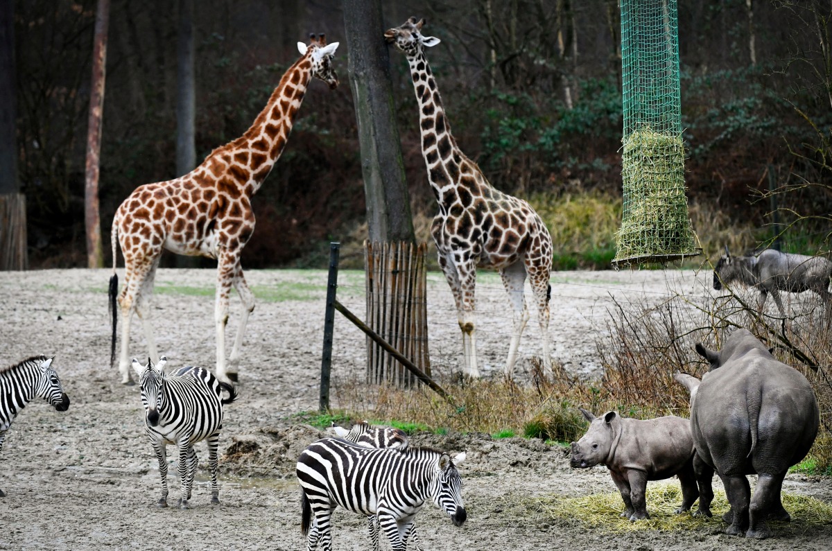 A rhinoceros meets giraffes and zebras on the savanna for the first time at a zoo in Arnhem, Netherlands February 10, 2022. REUTERS/Piroschka van de Wouw
