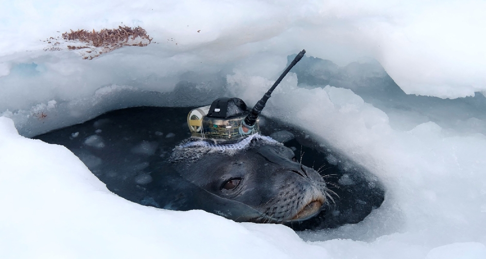 This video grab shows a Weddell seal fitted with high-tech head-mounted measuring devices to survey waters under the thick ice sheet, near Japan's Showa Station in Antarctica, April 2017. National Institute of Polar Research/Handout via REUTERS 