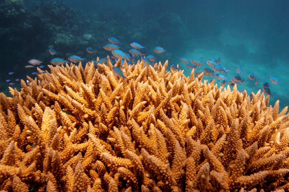 A school of fish swim above a staghorn (Acropora cervicornis) coral colony as it grows on the Great Barrier Reef off the coast of Cairns, Australia October 25, 2019. REUTERS/Lucas Jackson/File Photo