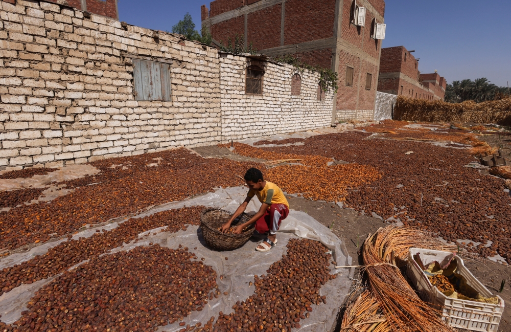 Mohamed, 13 years old, helps his father Fathy Kazzaz to spread dates on sheets and leaves them under sunlight during the harvest season at Dahshour village, south of Giza governorate, Egypt October 4, 2022. (REUTERS/Amr Abdallah Dalsh)