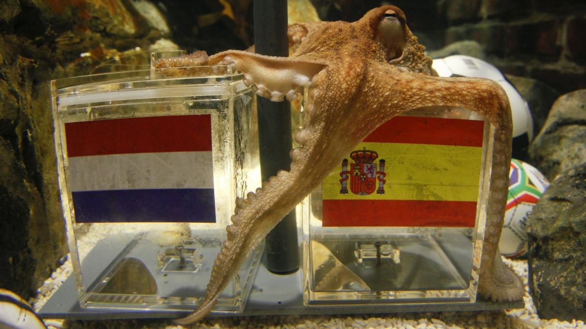 Two year-old octopus Paul, the so-called “Octopus Oracle” predicts Spain’s 2010 FIFA World Cup final victory over Netherlands by choosing a mussel, from a glass box decorated with the Spanish national flag instead of a glass box with the Dutch flag, in the western German city of Oberhausen, in this July 9, 2010 file photo. Reuters