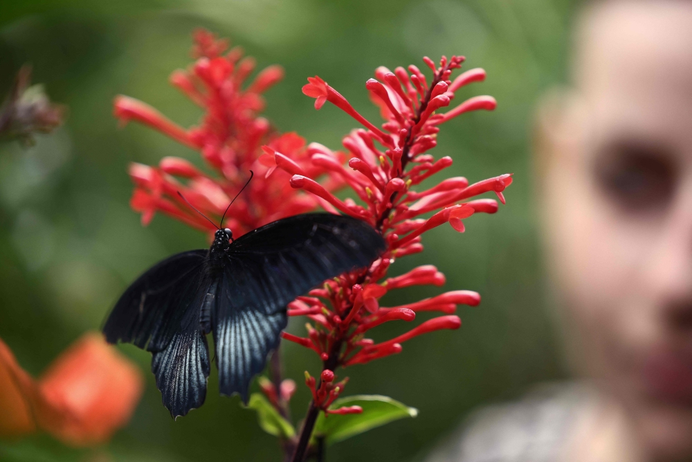 A person looks at a Scarlet Mormon Butterfly resting on a flower inside the Butterfly enclosure at the Zoological Society of London (ZSL) Zoo, in London, July 7, 2023. (Photo by Henry Nicholls / AFP)