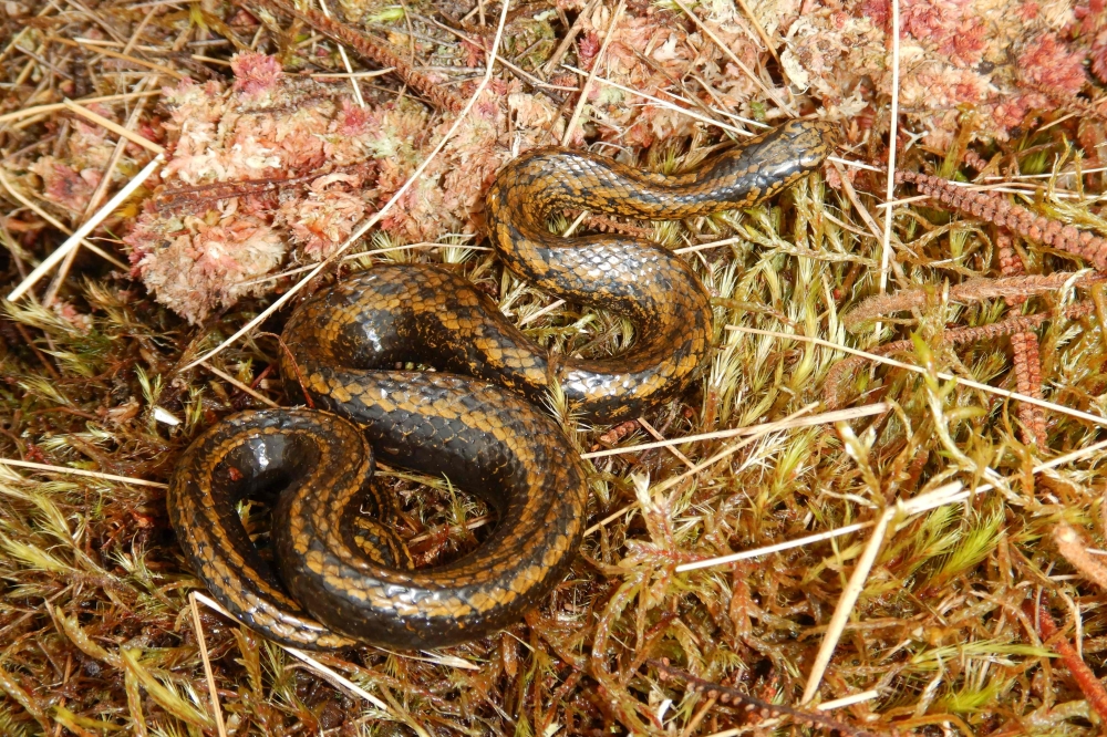 This handout picture released by Edgar Lehr Press shows a Tachymenoides harrisonfordi snake at the Otishi National Park in Peru on May 22, 2022. Photo by Edgar LEHR / Edgar Lehr Press / AFP