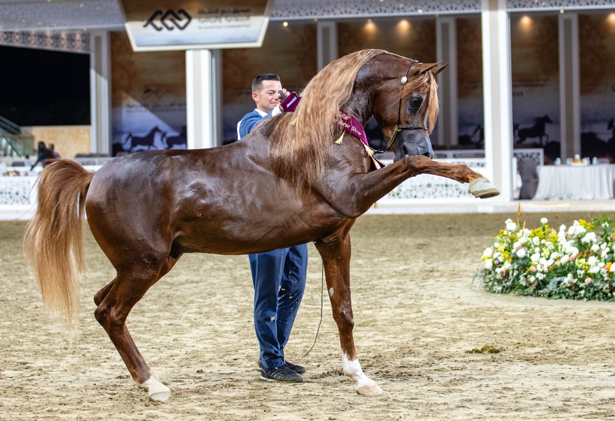 Al Shaqab’s Hader Al Shaqab performs during the event. 