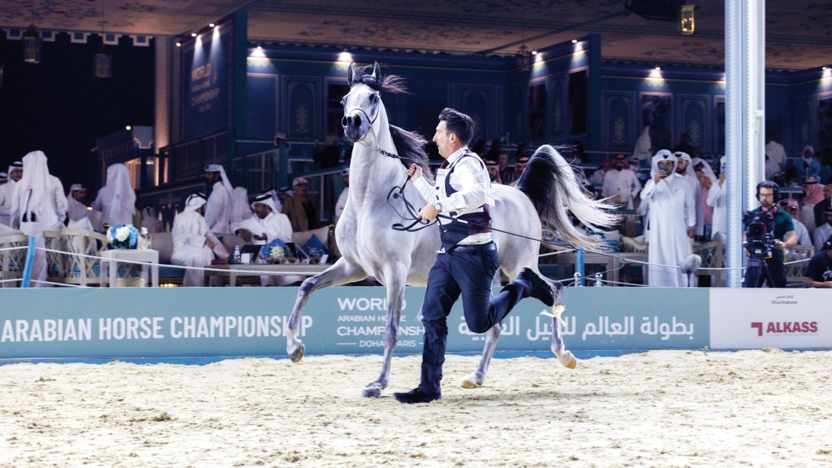 Action during the second day of the World Arabian Horse Championship at Old Doha Port.