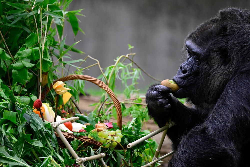 Fatou, known to be the world's oldest female gorilla, feeds on a kiwi she picked out of a basket that she was given in her outdoor enclosure one day ahead of her 67th birthday at the Berlin Zoological Gardens, Berlin, Germany, on April 12, 2024. (Photo by John MacDougall / AFP)