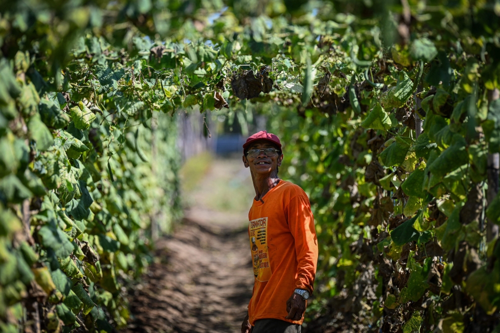 In this photo taken on April 25, 2024 Filipino farmer Daniel Velasco walks along the drought-stricken crops at a farm in San Antonio, Nueva Ecija. Photo by JAM STA ROSA / AFP