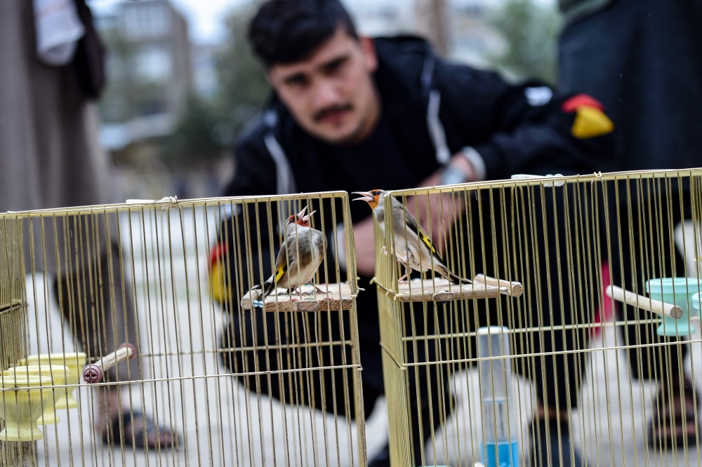 In this photograph taken on May 3, 2024 an Afghan man watches goldfinches compete in a birdsong duel early morning at a basketball court in Kabul. (Photo by Ahmad Sahel Arman / AFP) 