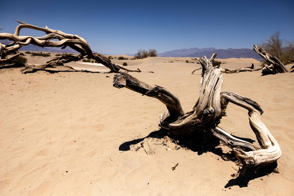 The dried branches of a dead tree are seen at Mesquite Flat Sand Dunes in Death Valley National Park, near Furnace Creek, during a heatwave impacting Southern California on July 7, 2024. (Photo by Etienne Laurent / AFP)