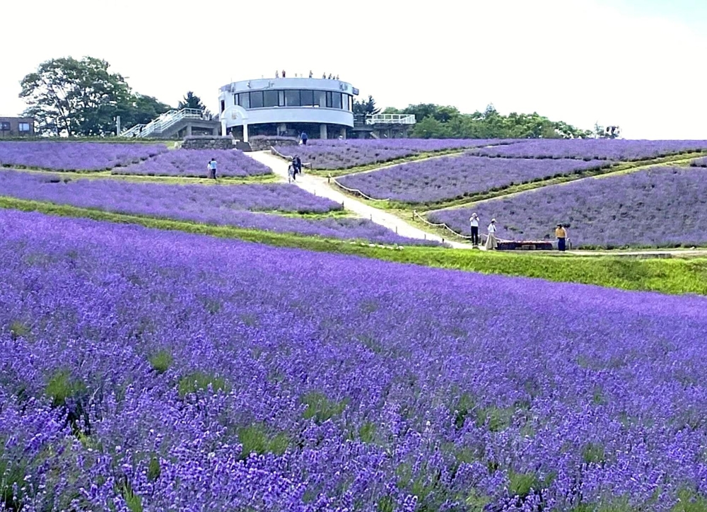 Lavender flowers in full bloom are seen at Hinode Park in Kamifurano, Hokkaido, on Saturday. (Photo: The Japan News)