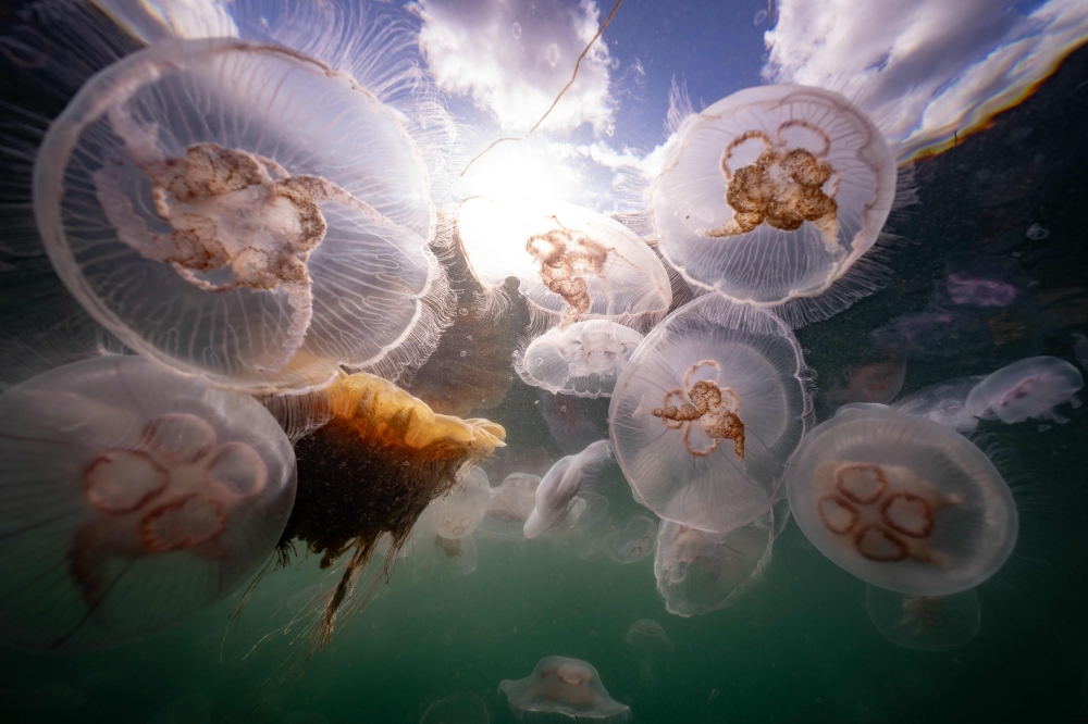 This picture taken on September 11, 2023 shows Moon Jellyfish (with rings) and Sting Jellyfish (yellow-orange inside) among a smack of a several thousand swimming off Seglvik, in northern Norway. (Photo by Olivier MORIN / AFP)