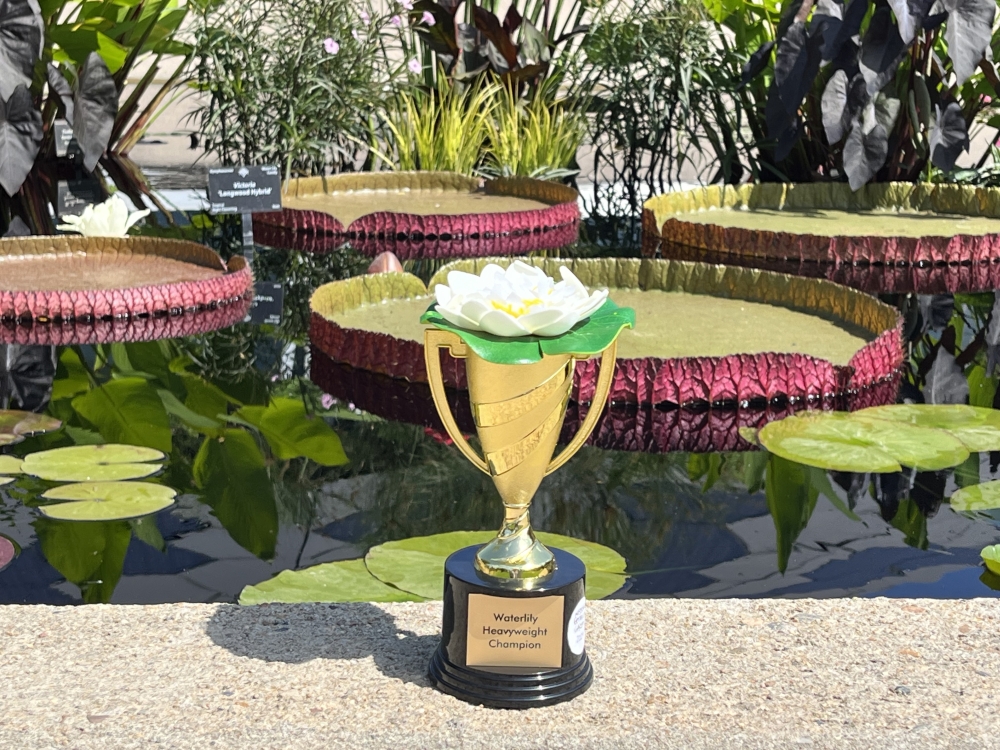 The Missouri Botanical Garden was sent this heavyweight champion trophy for its win. MUST CREDIT: Denver Botanic Gardens