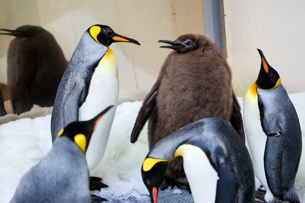 A handout photo taken on September 3, 2024 by Sea Life Melbourne and released on September 25, 2024 shows Pesto, a nine-month-old penguin chick, in Melbourne. Photo by Handout / Sea Life Melbourne / AFP