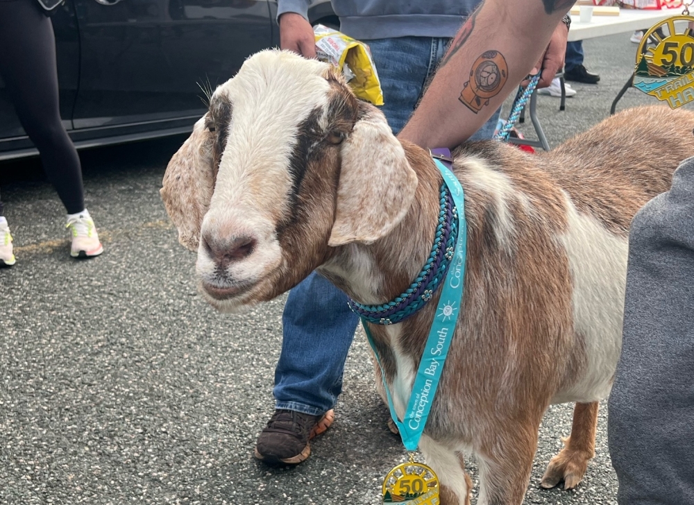 Joshua the goat received a medal after crossing the finish line of Conception Bay South's half marathon on Sunday. (Photo by Town of Conception Bay South)

