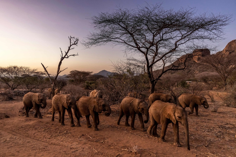 File: Elephant calves walk after a feeding routine early in the morning at Reteti Elephant Sanctuary in Namunyak Wildlife Conservancy, Samburu, Kenya on October 13, 2022. (Photo by Luis Tato / AFP)