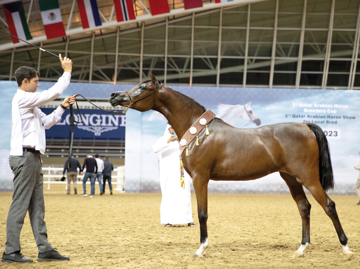 With the conclusion of the 4th Qatar Arabian Breeders Cup, the Qatar Arabian Horse Show for Local Bred will be held from October 27- 28. 