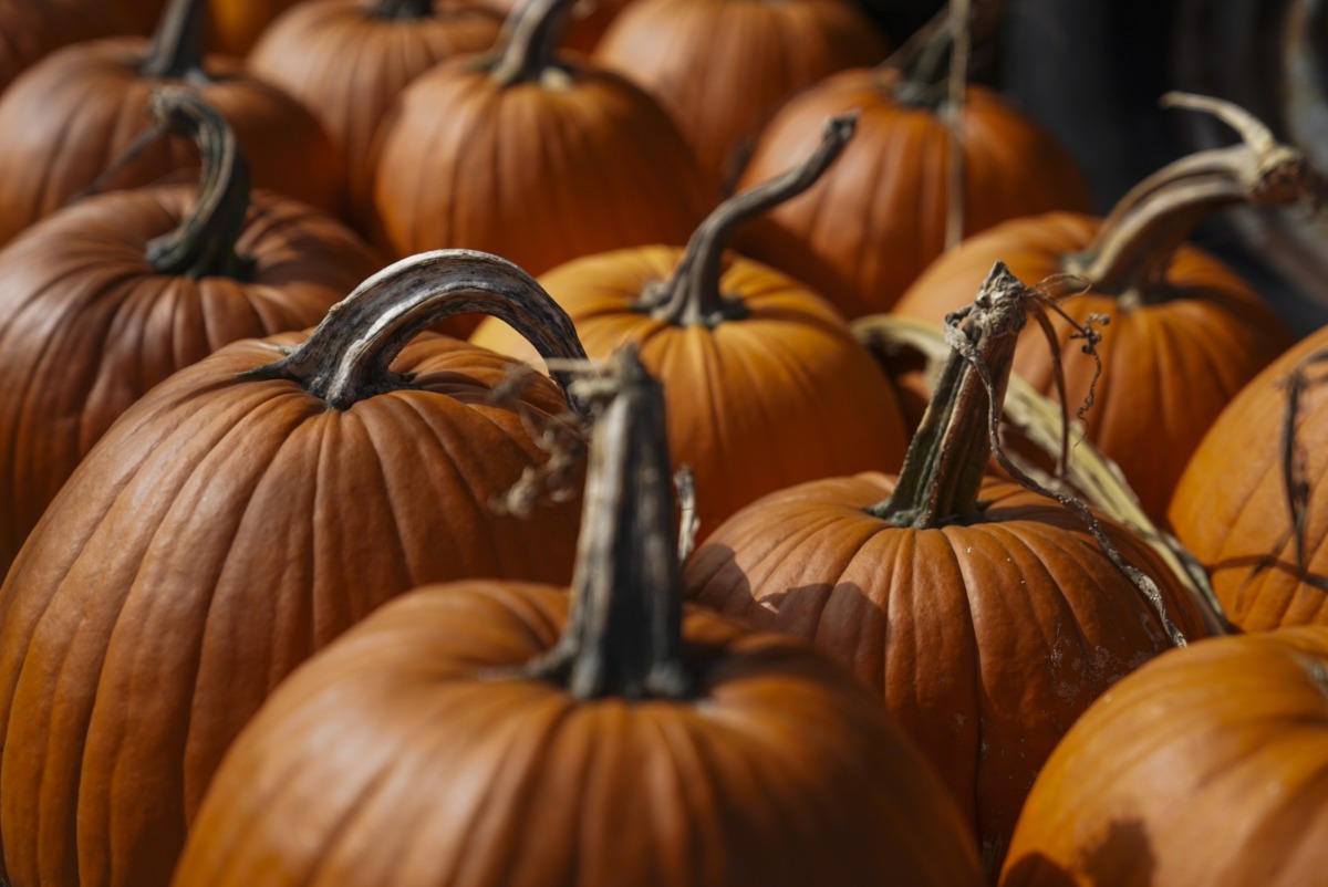 Pumpkins on display in Door County, Wisconsin, in October 2023. Photo credit: Carolyn Van Houten/The Washington Post