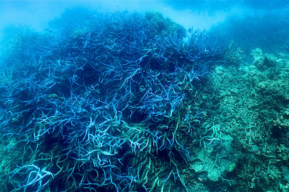 This picture taken on March 7, 2022 shows the current condition of the coral on the Great Barrier Reef, off the coast of the Australian state of Queensland. Photo by Glenn NICHOLLS / AFP
