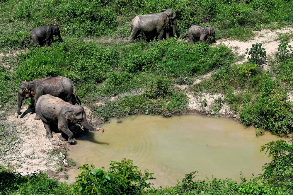 This photo taken on October 13, 2024 shows elephants walking by a pond at the Elephant Conservation Center (ECC) in Sainyabuli province in Laos. (Photo by Tang Chhin Sothy / AFP) 