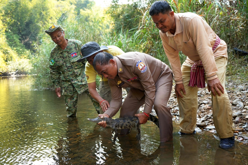 This handout photo taken on March 2, 2025 and released on March 18 by conservation group Fauna and Flora shows government officials preparing to release a Siamese crocodile in the water in Virachey National Park at Ta Veng district in Ratanakiri province. (Photo by Pablo Sinovas / Fauna and Flora / AFP)